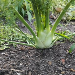 FENKUŁ - Koper włoski MŁODY - szt