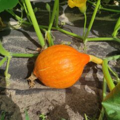 Dynia Hokkaido szt - ok 1.5 kg