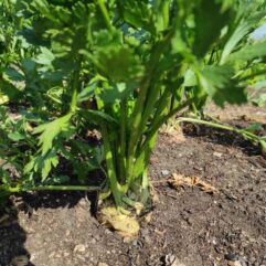 Seler - sztuka - raczej mniejsze / średnie